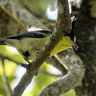 Mésange de Taïwan