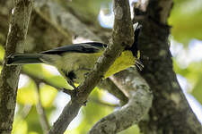 Mésange de Taïwan
