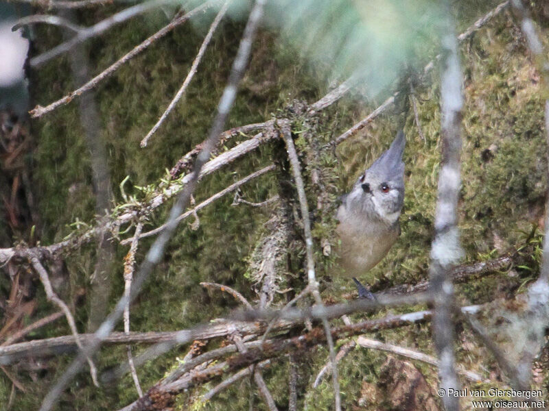 Grey Crested Titadult