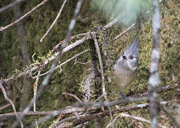 Grey-crested Tit