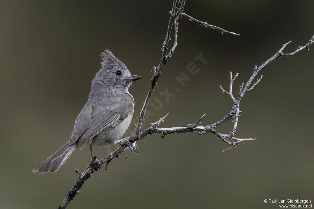 Mésange des pinèdesadulte