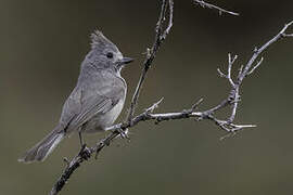 Juniper Titmouse