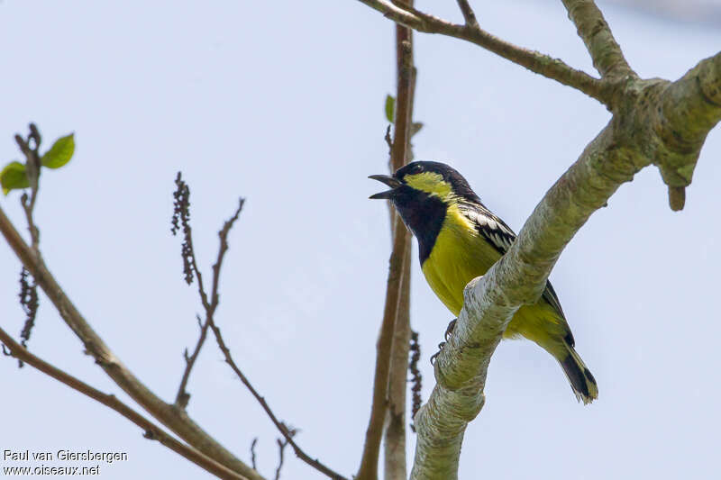 Mésange éléganteadulte, chant
