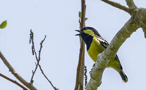 Elegant Tit