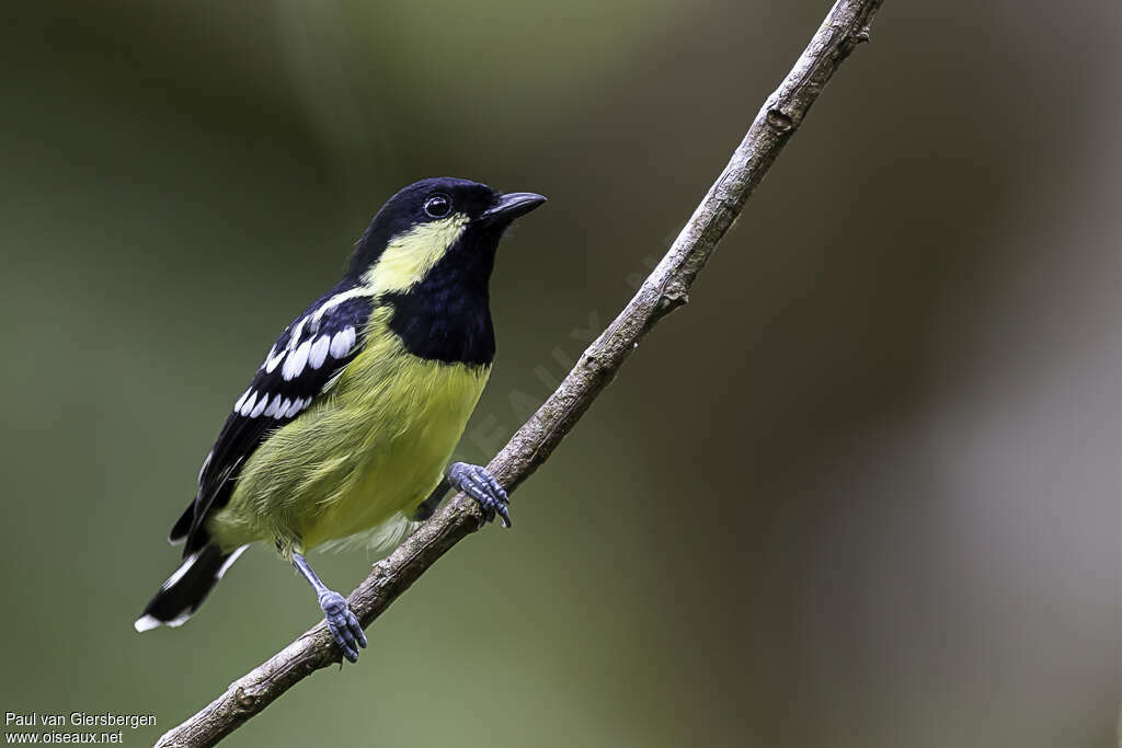 Mésange éléganteadulte