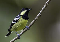 Elegant Tit