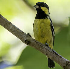 Mésange élégante