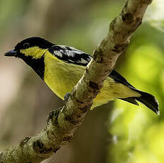 Mésange élégante