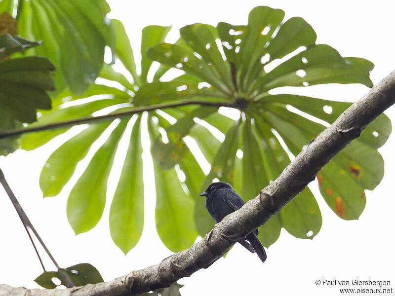 Mésange enfumée