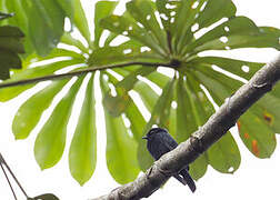 Dusky Tit