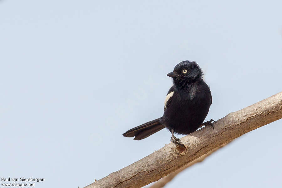 White-shouldered Black Titadult