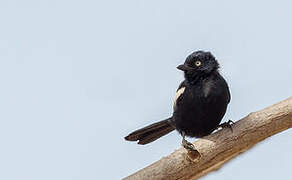 White-shouldered Black Tit