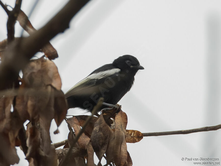 White-shouldered Black Titadult