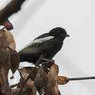 Mésange galonnée