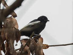 White-shouldered Black Tit