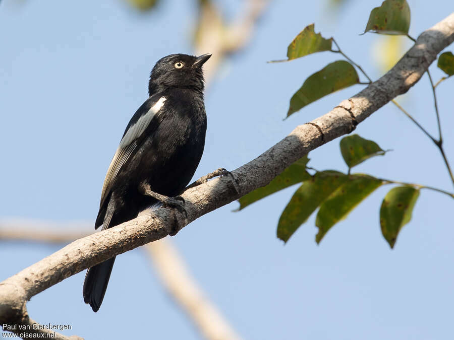 White-shouldered Black Titadult, identification