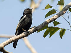 White-shouldered Black Tit