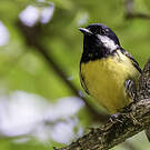 Mésange gracieuse