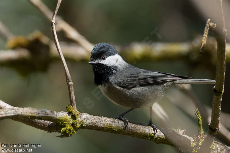 Mésange griseadulte, identification