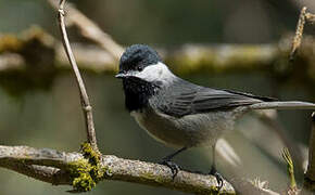 Mexican Chickadee