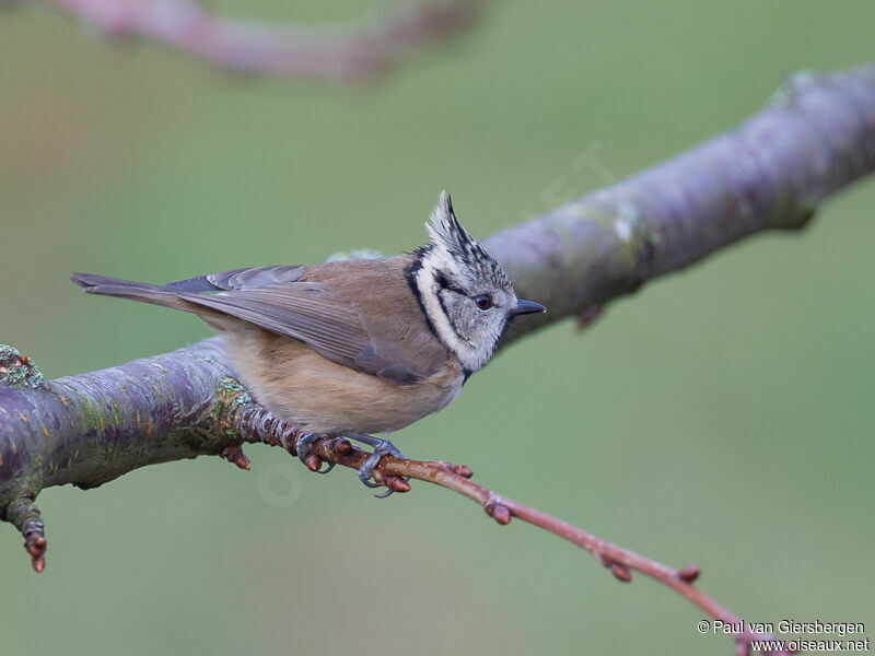 European Crested Tit