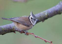 Crested Tit