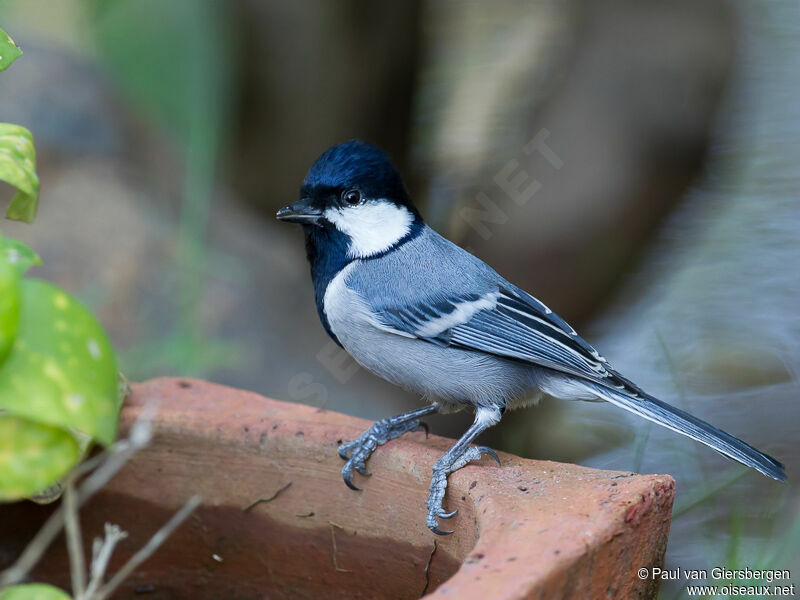 Cinereous Tit