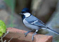 Cinereous Tit