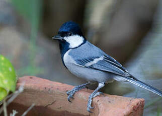 Mésange indienne