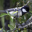Mésange indienne