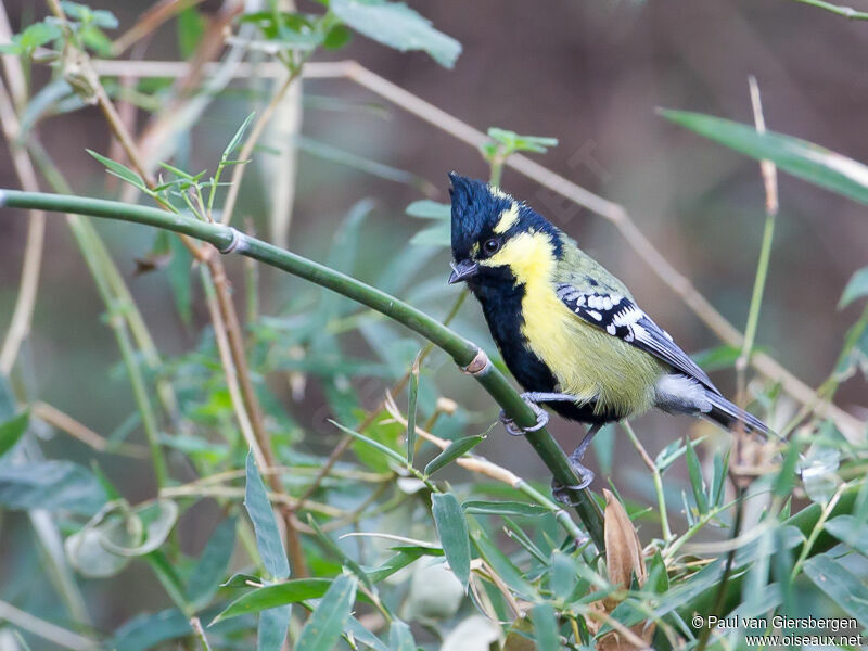 Indian Black-lored Tit