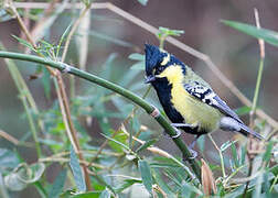 Indian Black-lored Tit