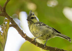 Indian Black-lored Tit