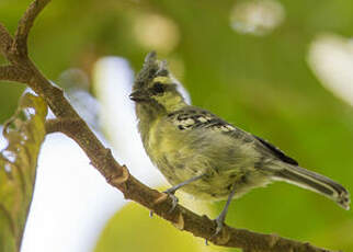 Mésange jaune