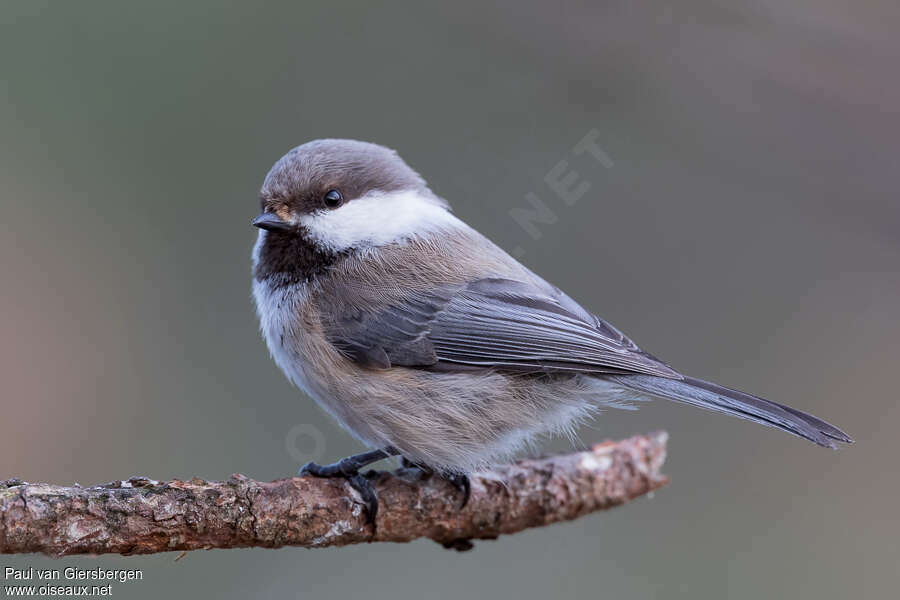 Grey-headed Chickadeeadult, identification