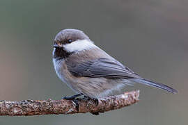 Grey-headed Chickadee