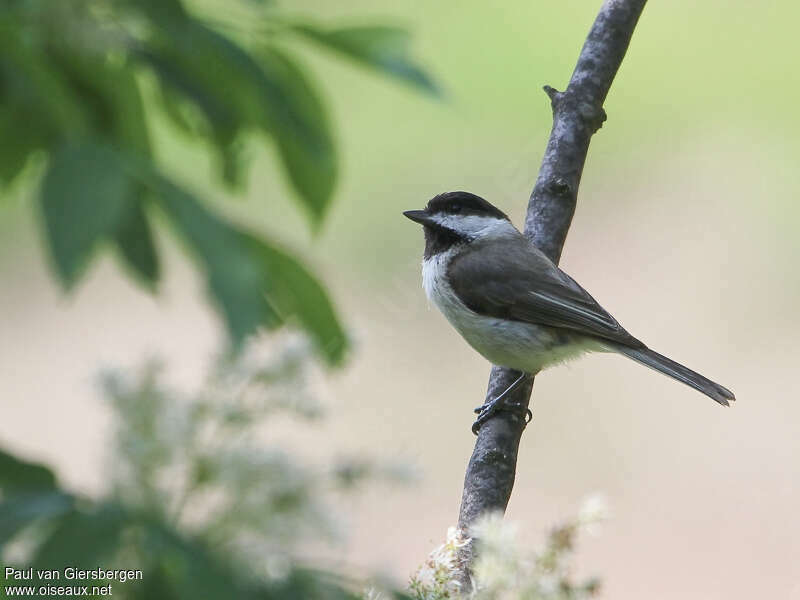 Mésange lugubreadulte, identification