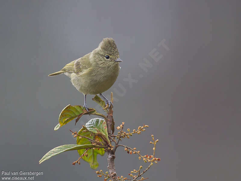 Yellow-browed Titadult, close-up portrait