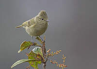 Mésange modeste