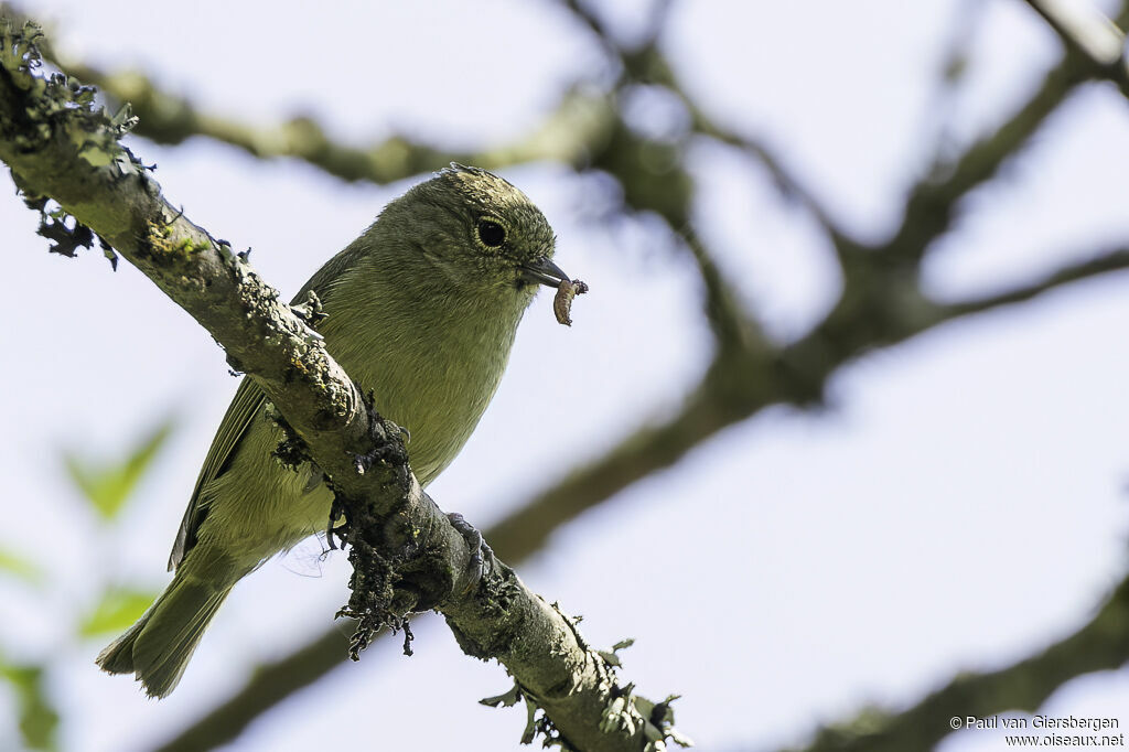 Yellow-browed Titadult