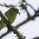 Mésange modeste