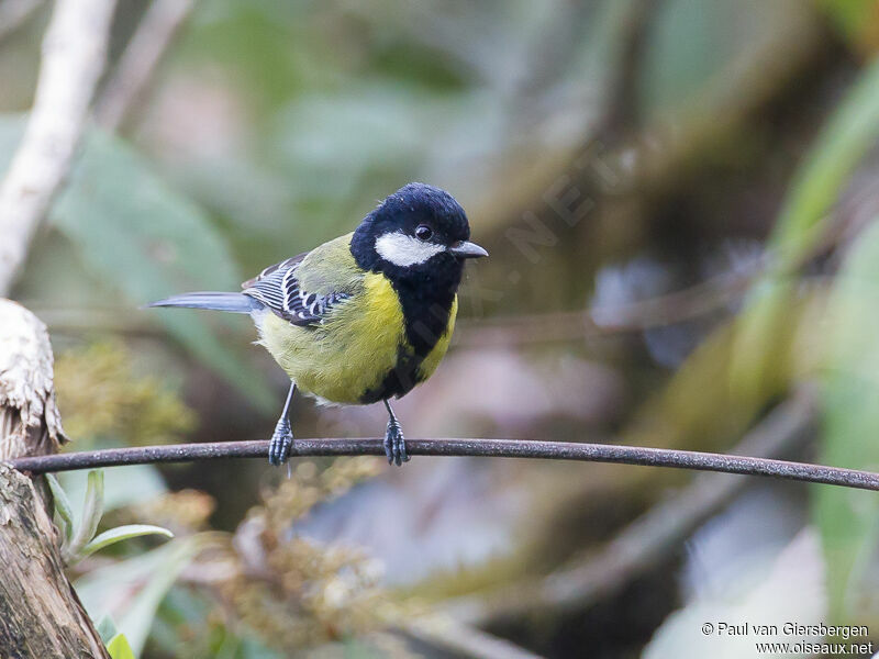 Green-backed Tit