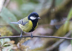 Green-backed Tit