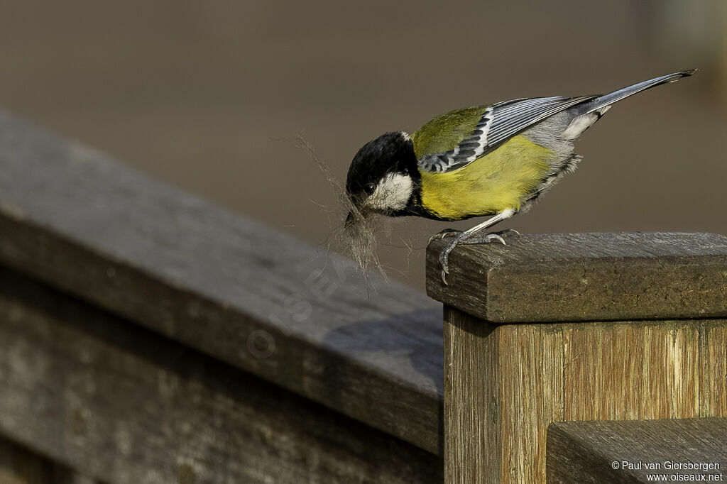 Mésange montagnardeadulte