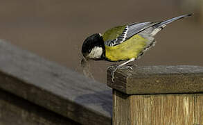 Mésange montagnarde