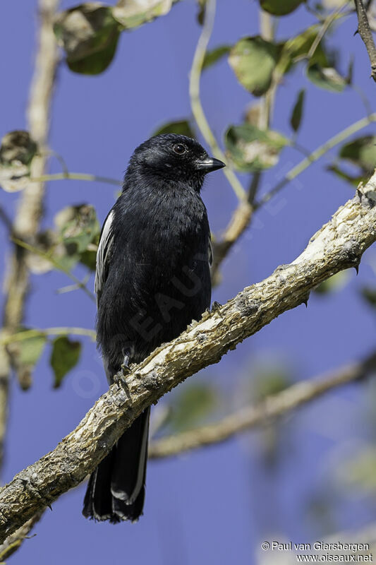 Mésange nègreadulte