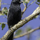 Mésange nègre