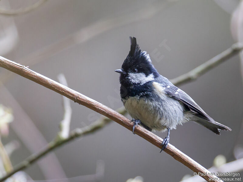 Coal Tit