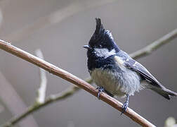 Coal Tit