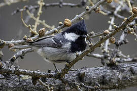 Coal Tit